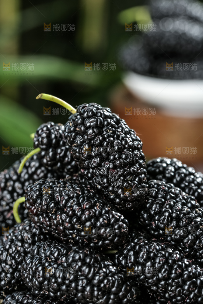 桑葚