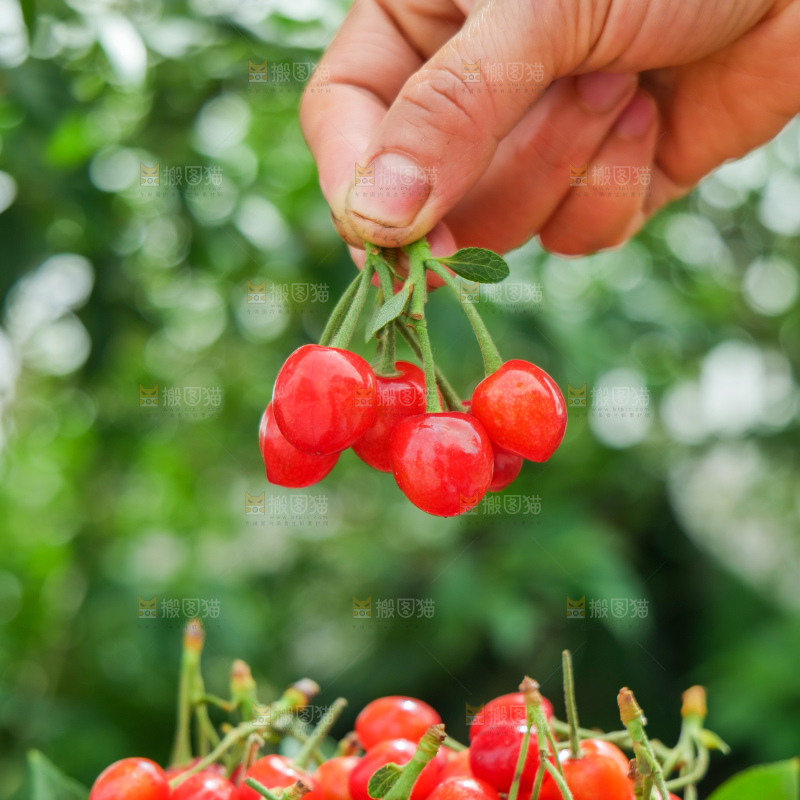 小樱桃