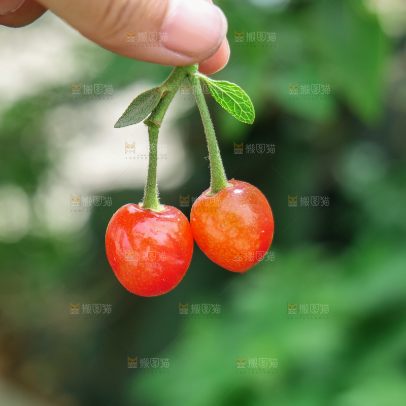 小樱桃