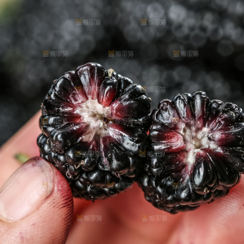 桑葚