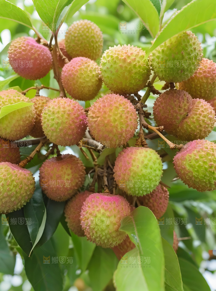 妃子笑荔枝