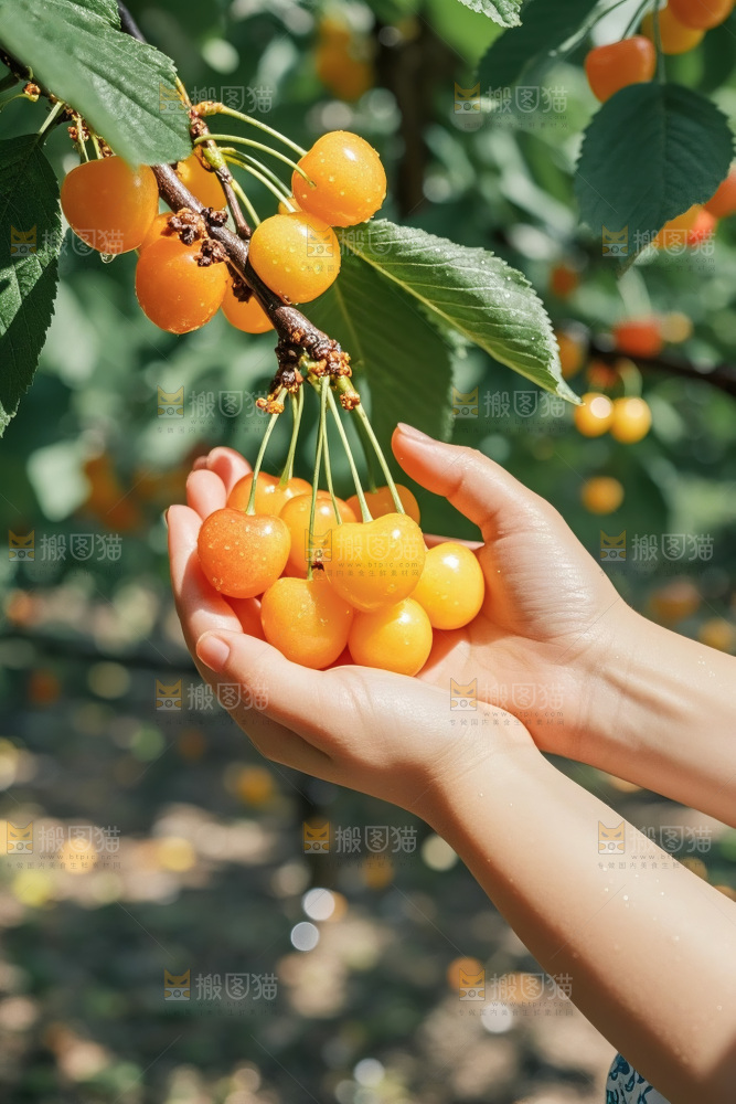 黄蜜樱桃