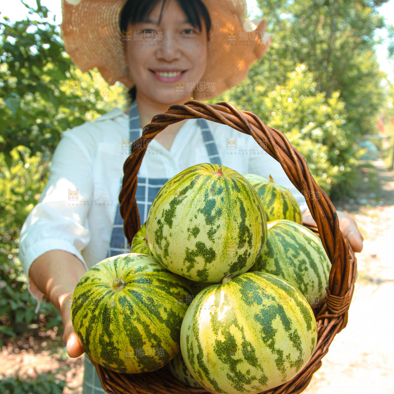 花蕾甜瓜
