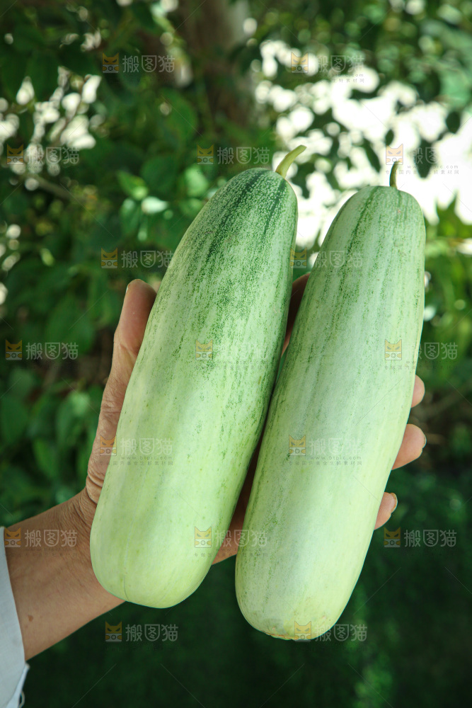 羊角蜜甜瓜