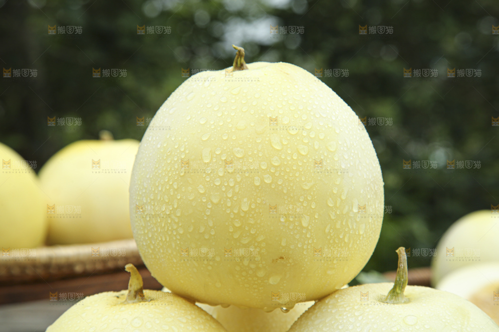 小蜜蜂甜瓜