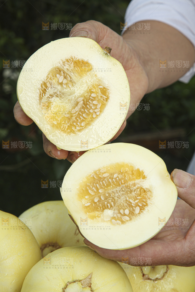 小蜜蜂甜瓜