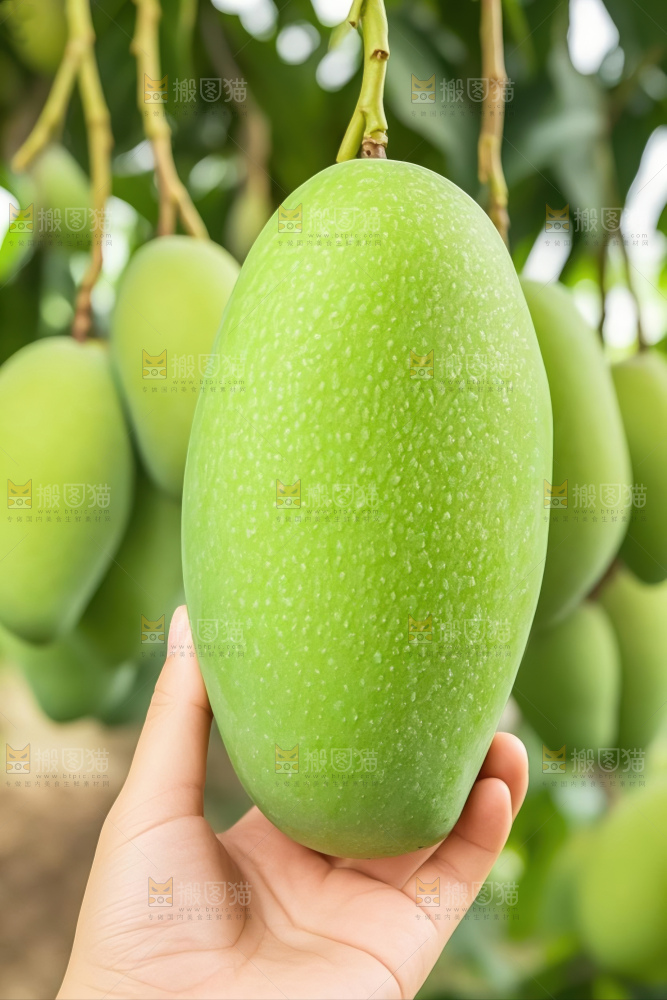 大青芒