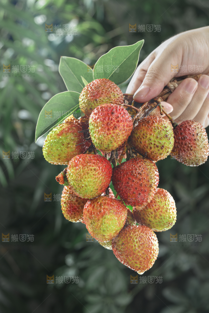 妃子笑荔枝