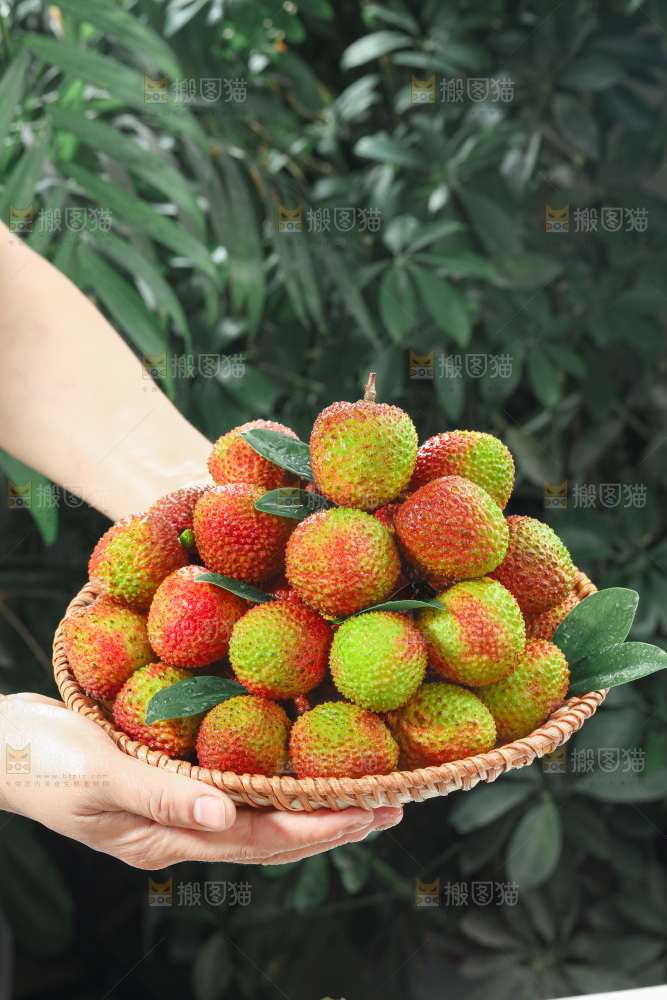 妃子笑荔枝
