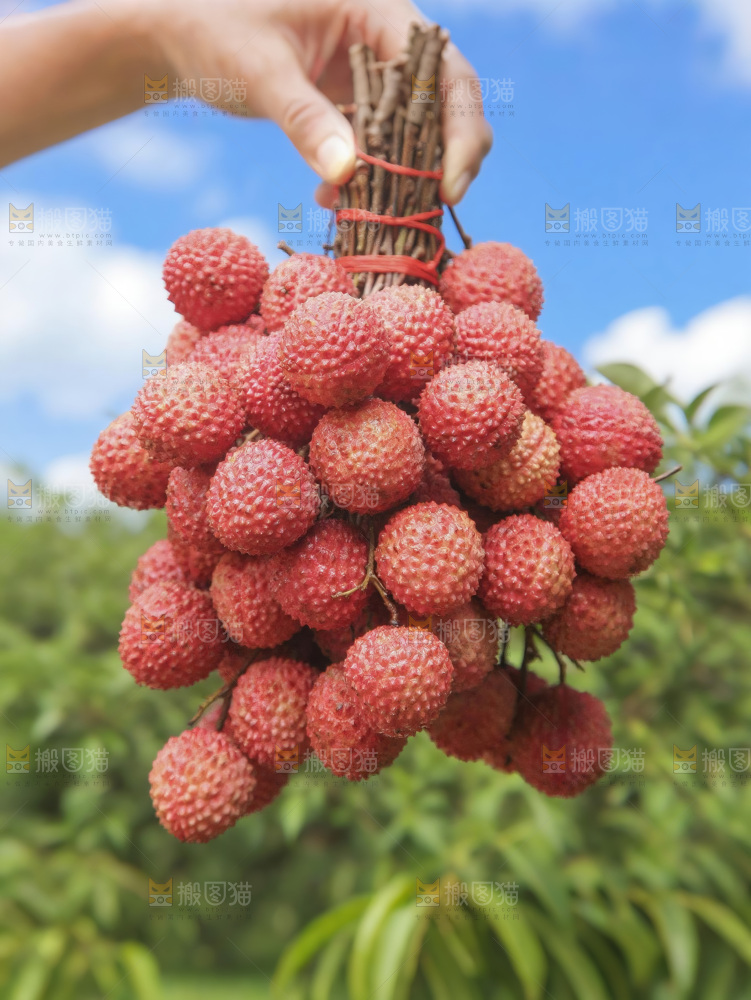 桂味荔枝