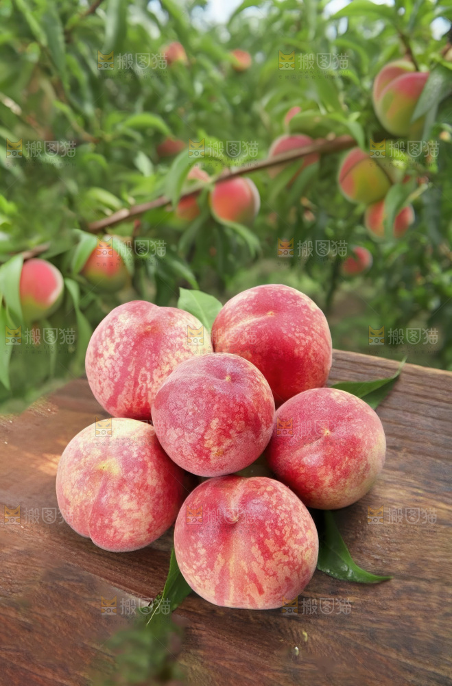 胭脂红血桃