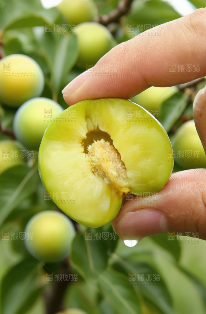 脱骨李