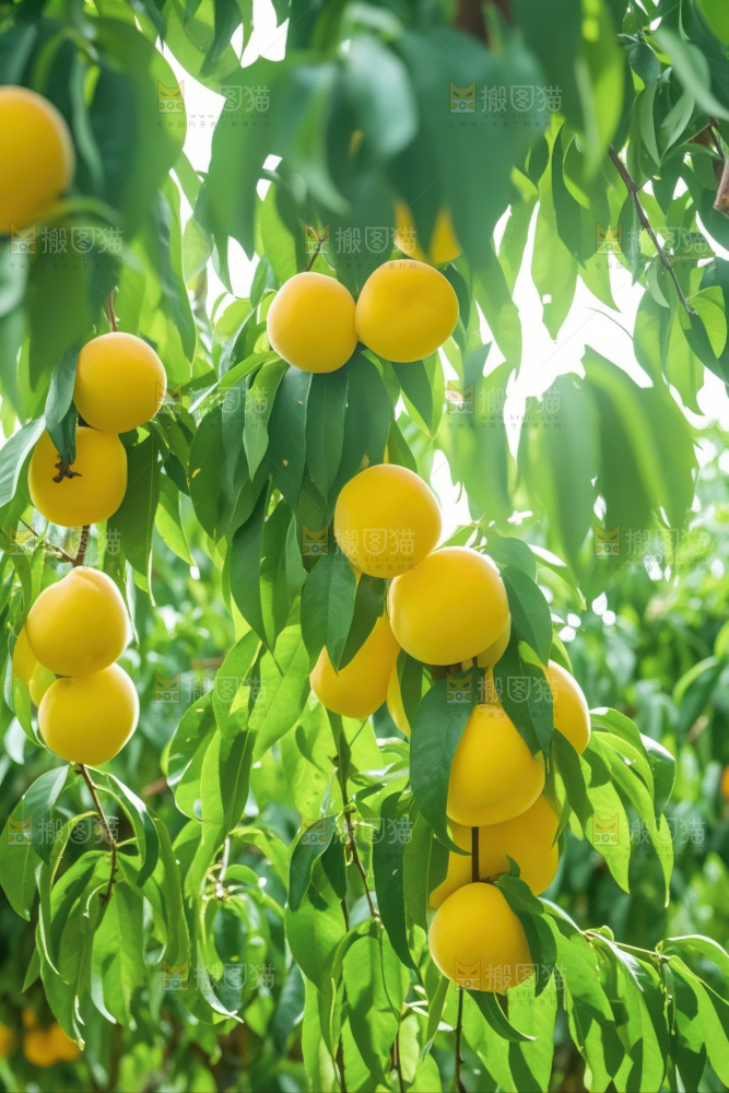 黄金油桃