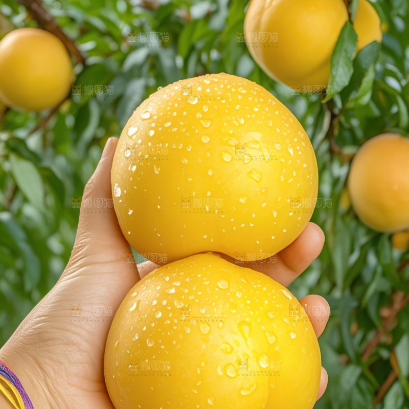 黄金油桃
