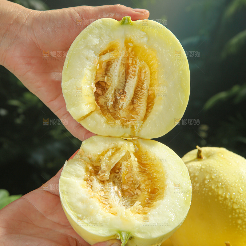 小蜜蜂甜瓜