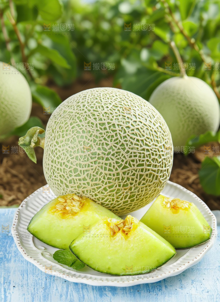 网纹蜜瓜