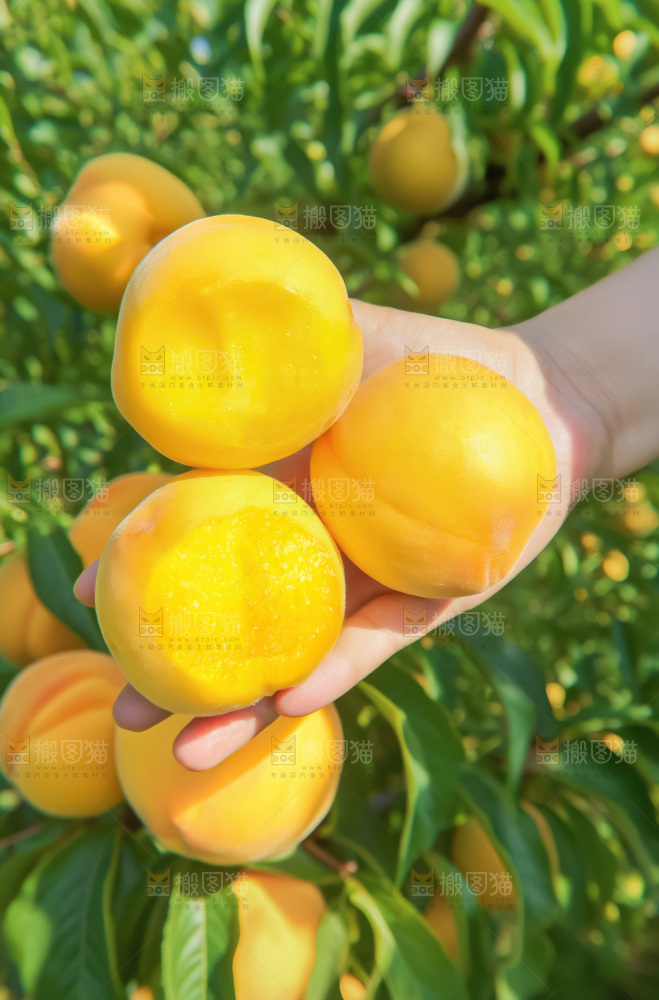 黄毛桃