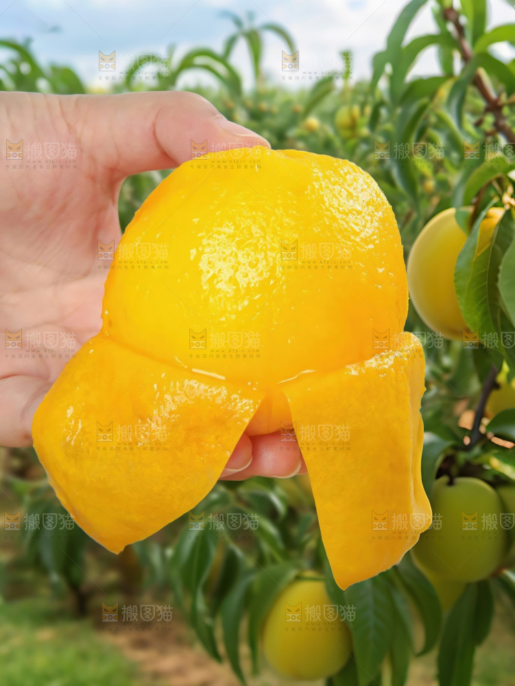 黄毛桃