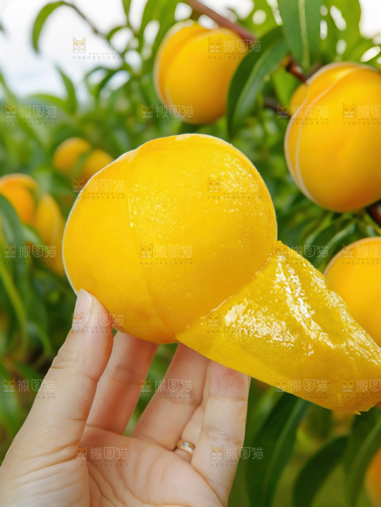 黄毛桃