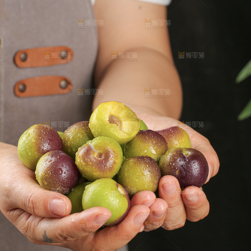 茵红脱骨李
