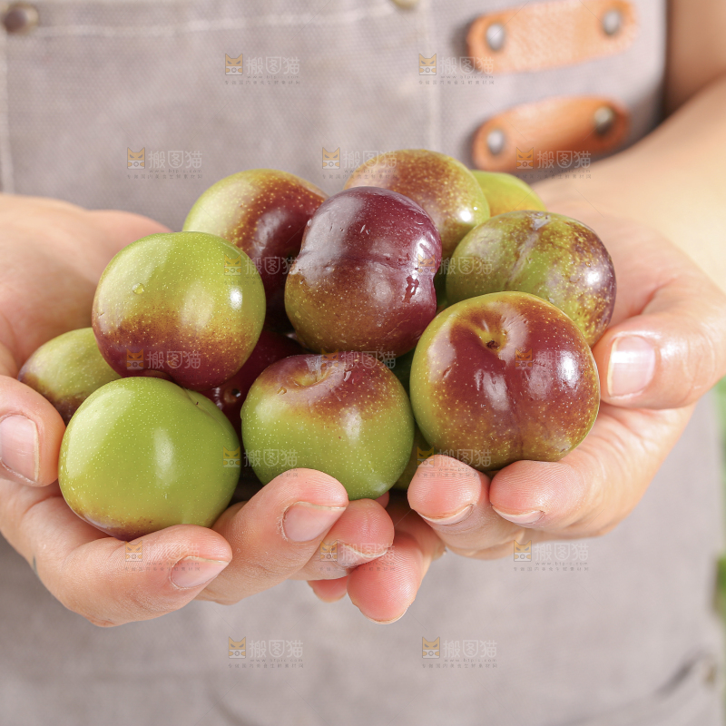 茵红脱骨李