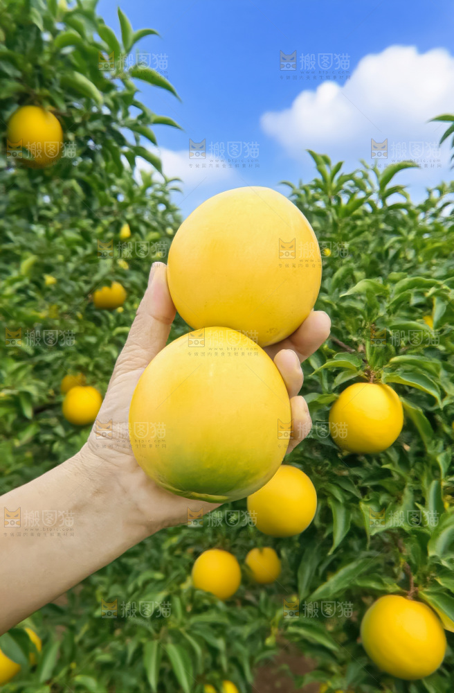 黄晶果