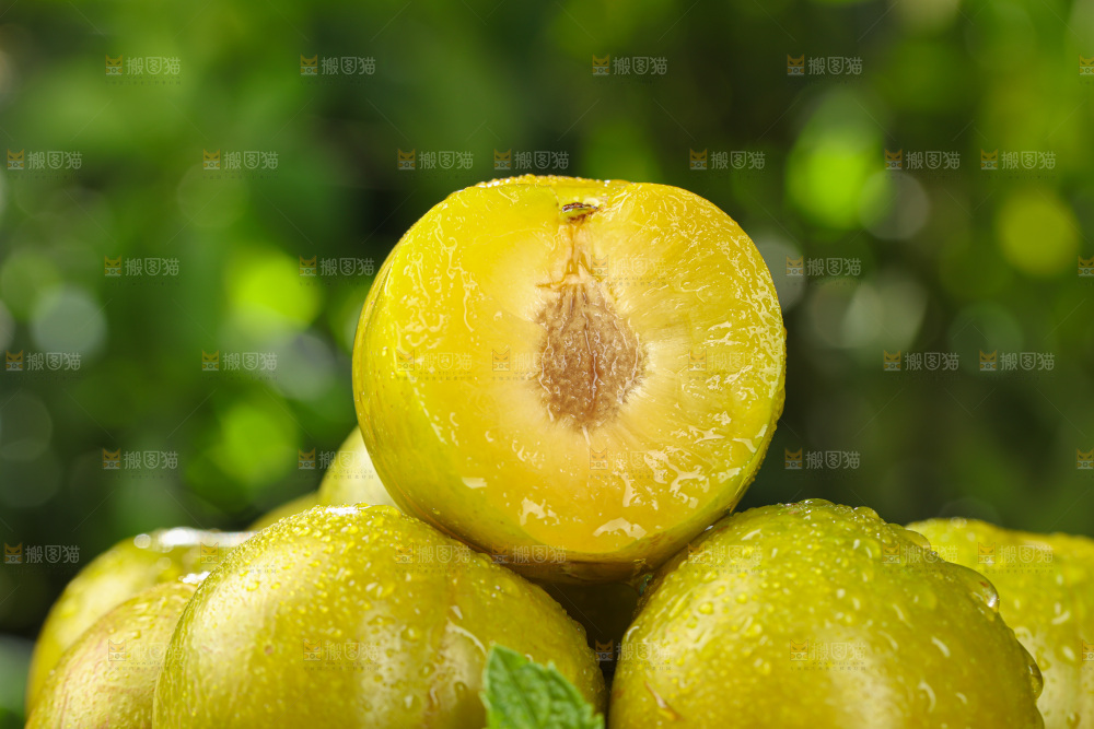 蜂糖李