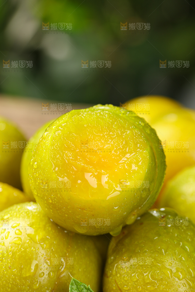 蜂糖李