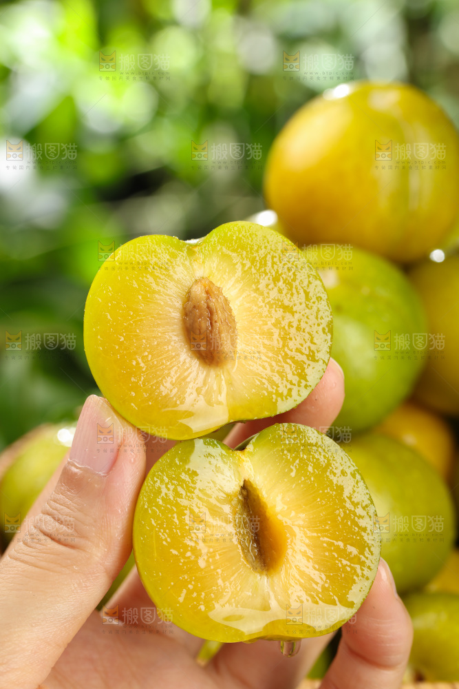 蜂糖李