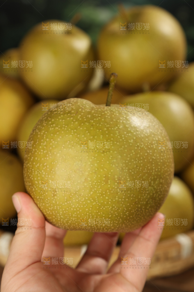黄皮梨