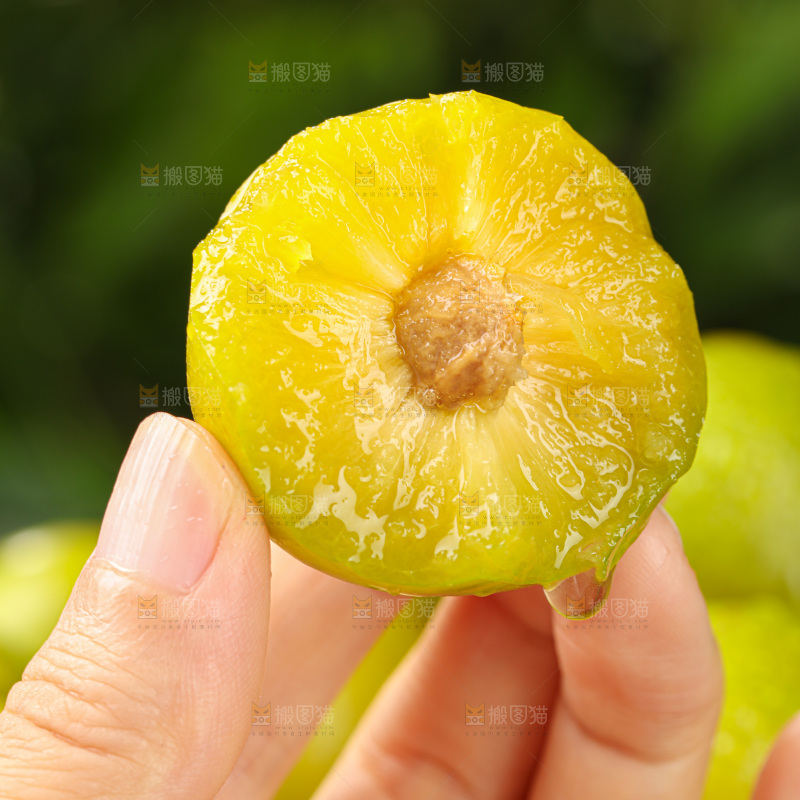 蜂糖李