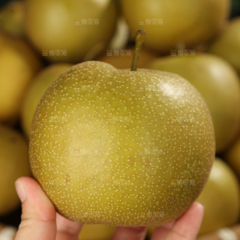 黄皮梨