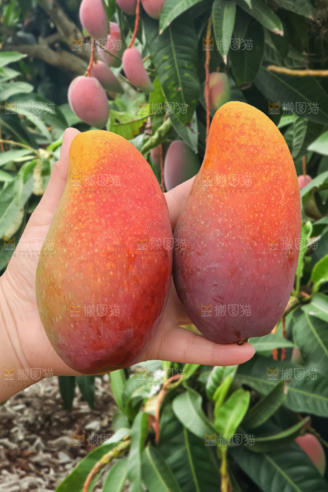 贵妃芒