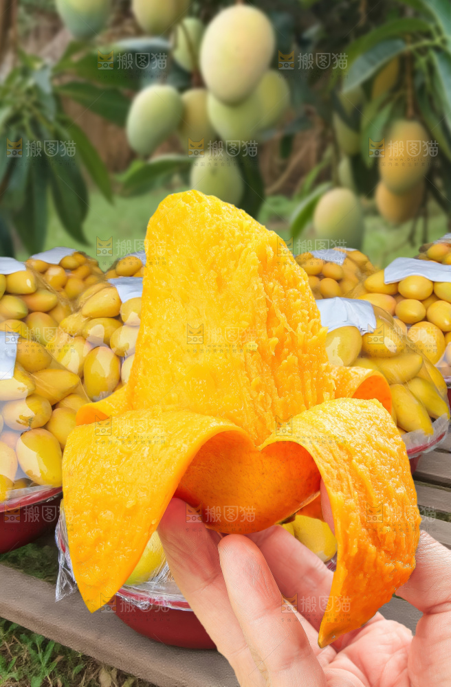 大台芒