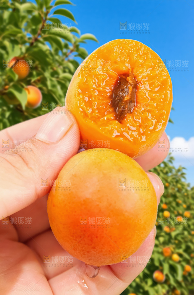 小红杏