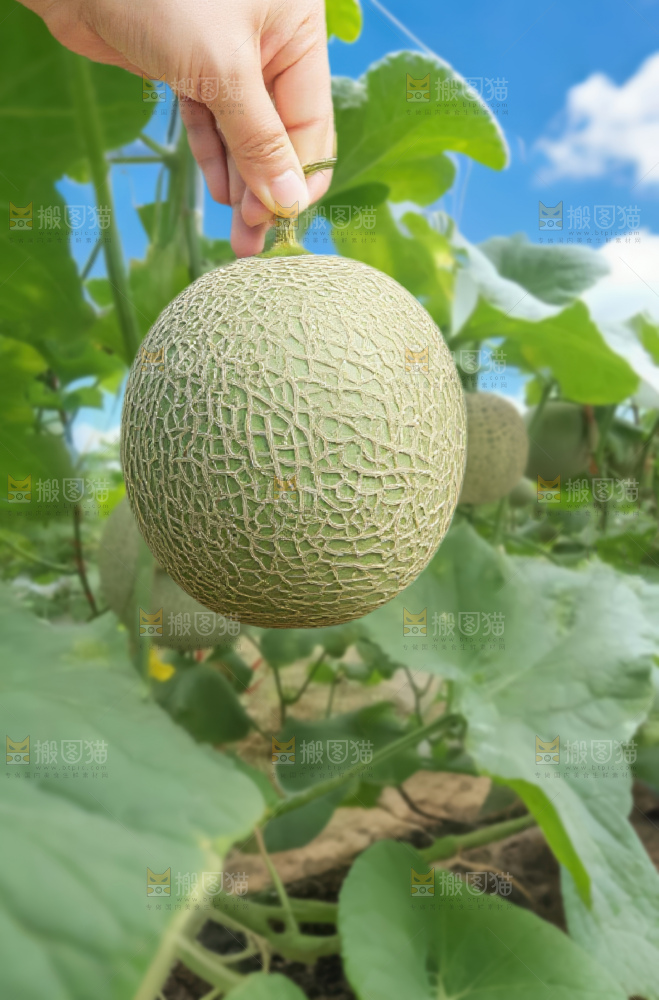 网纹蜜瓜