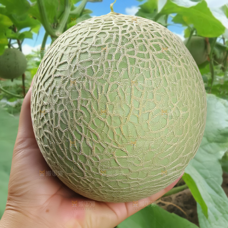 网纹蜜瓜