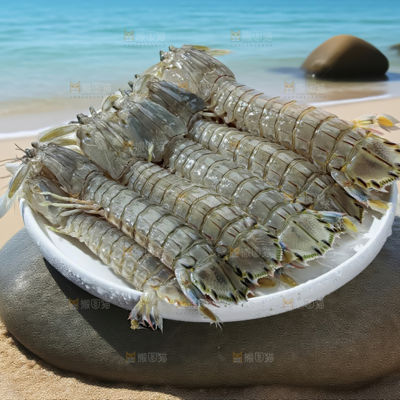 皮皮虾