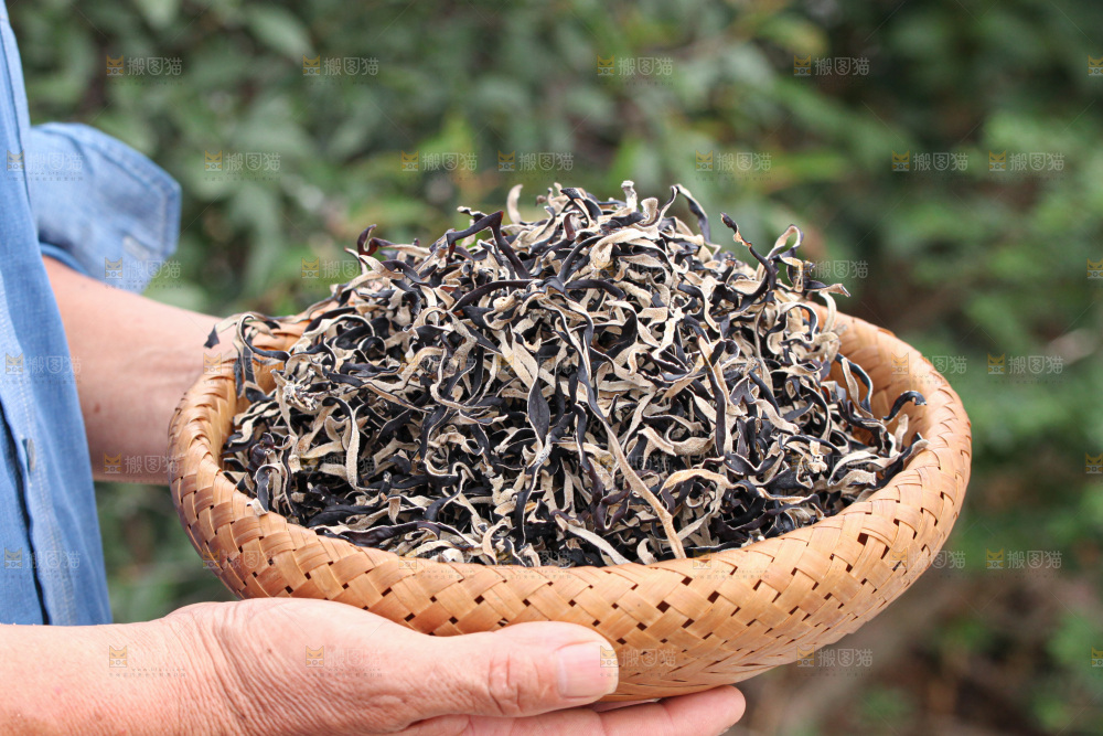 木耳丝