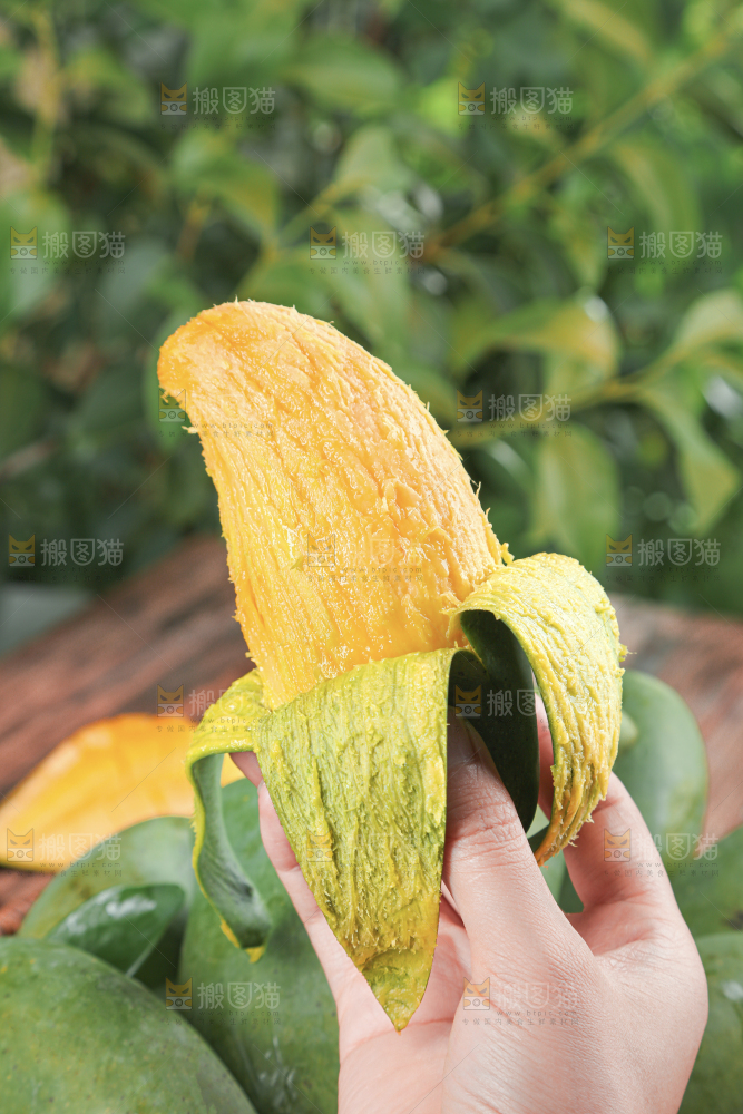 桂七芒