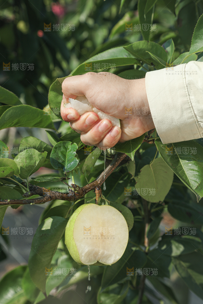 脆蜜梨