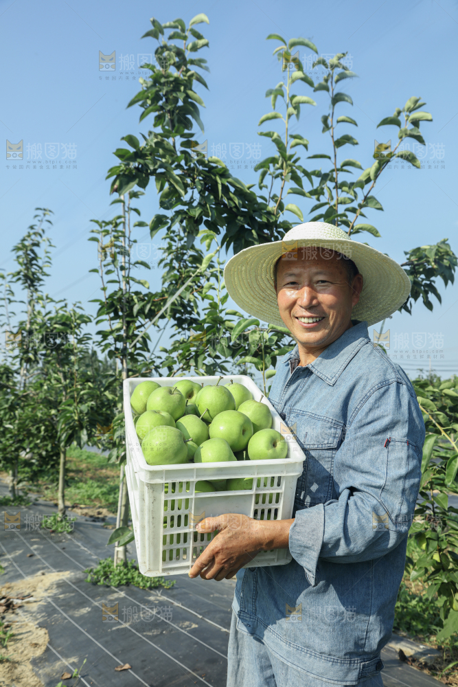 脆蜜梨