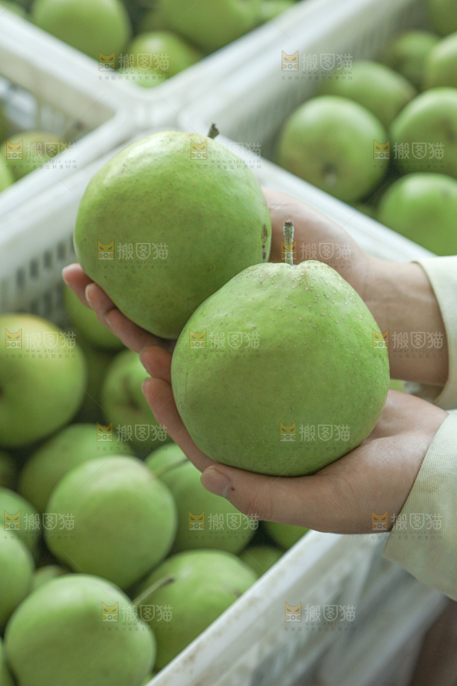 脆蜜梨