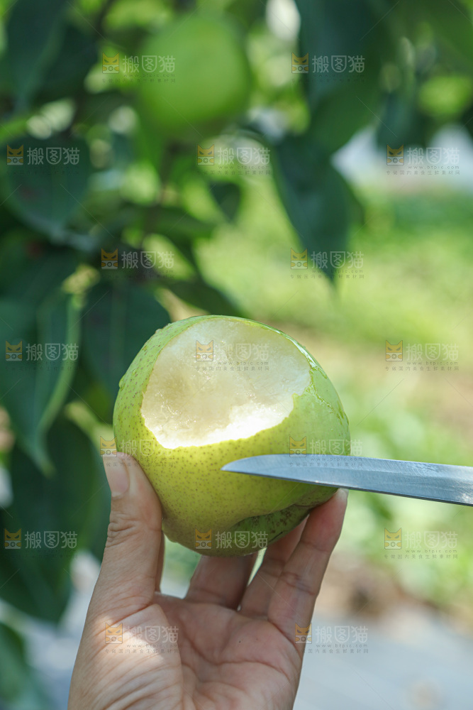脆蜜梨