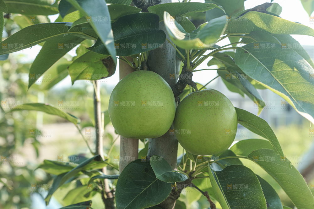 脆蜜梨