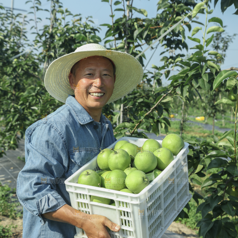 脆蜜梨