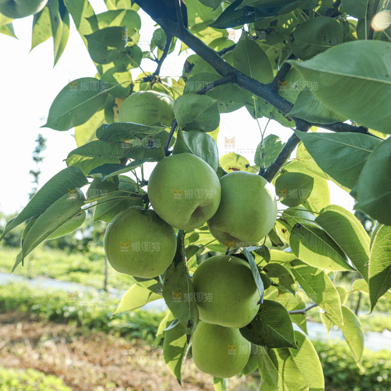 脆蜜梨