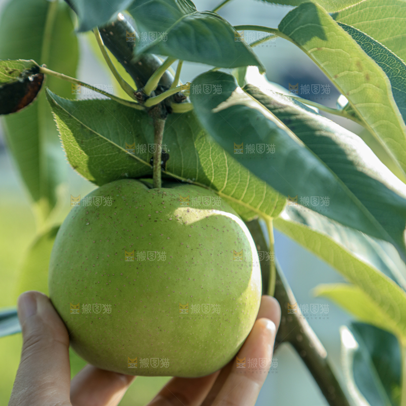 脆蜜梨