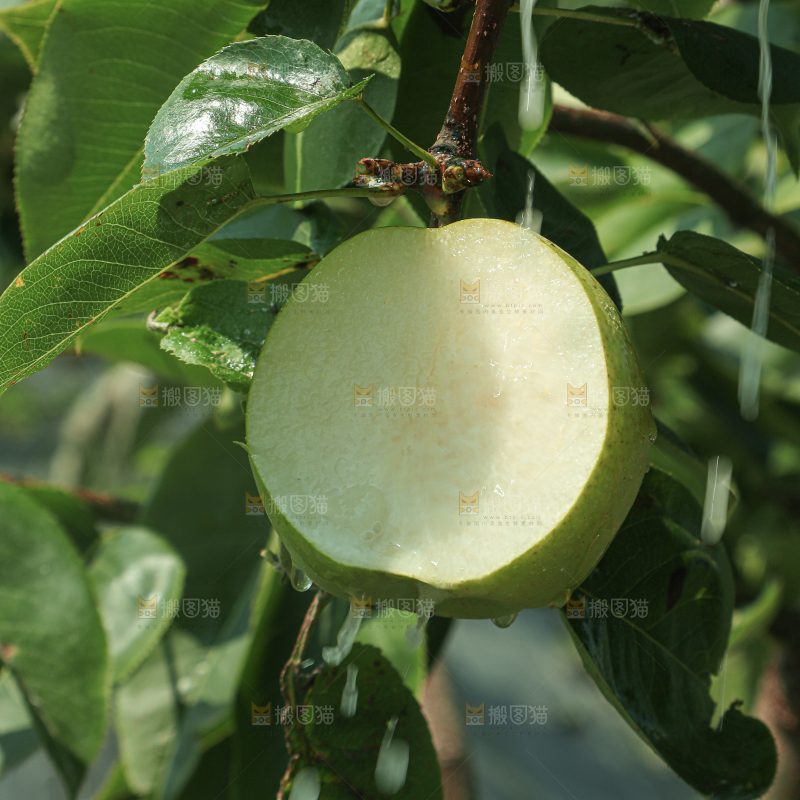 脆蜜梨