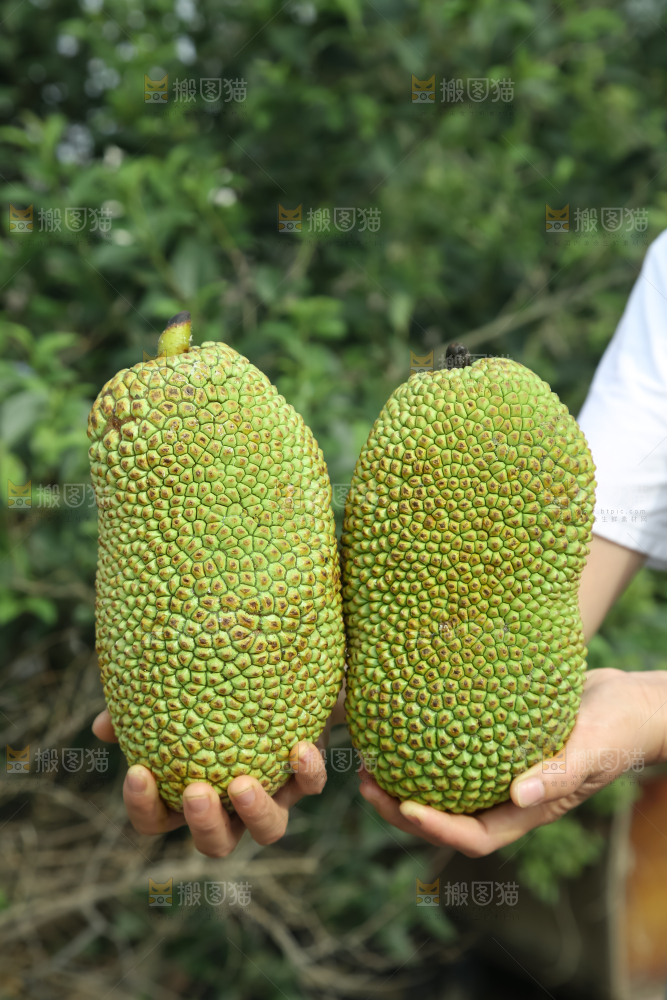 榴莲蜜